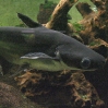 vivarium 007.jpg